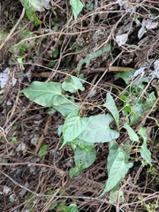 Reynoutria multiflora