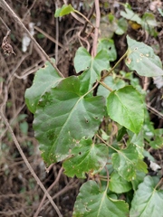 Reynoutria multiflora