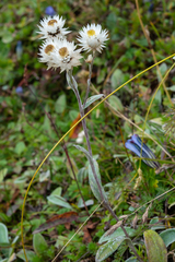 Anaphalis nepalensis