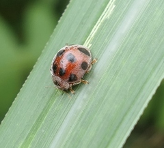 Epilachna crassimala