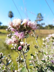 Vernonanthura chamaedrys