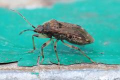 Trichodrymus pallipes