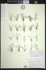 Eleocharis coloradoensis