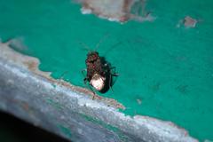 Trichodrymus pallipes