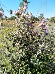 Vernonanthura chamaedrys