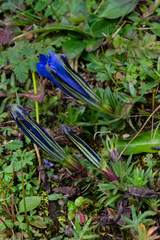 Gentiana ternifolia
