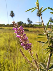 Desmodium cuneatum