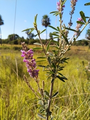 Desmodium cuneatum