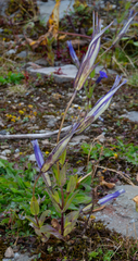 Gentianopsis paludosa