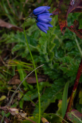 Allium cyaneum