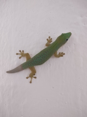 Phelsuma dubia