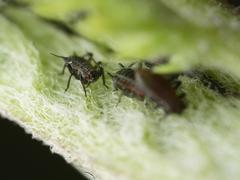 Metopeurum fuscoviride