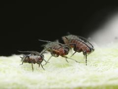 Metopeurum fuscoviride