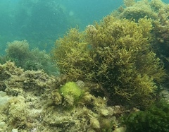 Cystoseira humilis