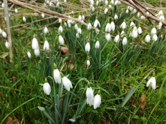 Galanthus nivalis