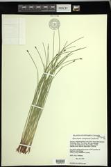 Eleocharis compressa