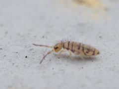 Entomobrya nigrocincta