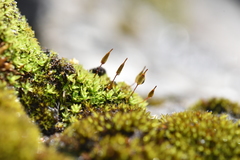 Encalypta trachymitria