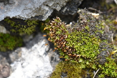 Encalypta trachymitria