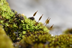 Encalypta trachymitria