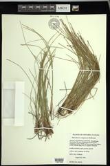 Eleocharis compressa