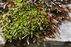 Hydrogonium croceum