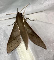 Xylophanes porcus