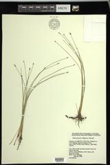 Eleocharis elliptica