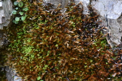 Orthothecium rufescens