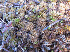 Sphagnum papillosum