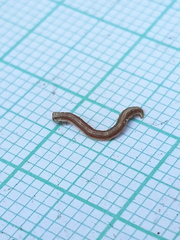 Peribatodes rhomboidaria