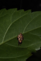 Cyclosa japonica