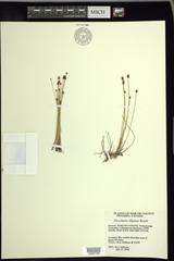 Eleocharis elliptica