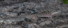 Hemidactylus bowringii