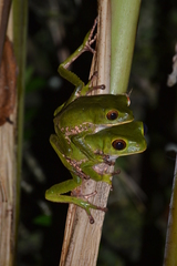 Phyllomedusa trinitatis