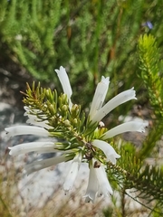 Erica thomae