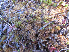Sphagnum papillosum
