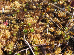 Sphagnum papillosum