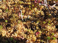 Sphagnum papillosum