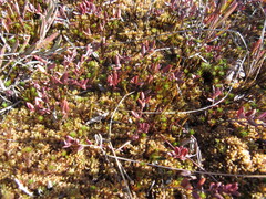 Sphagnum papillosum