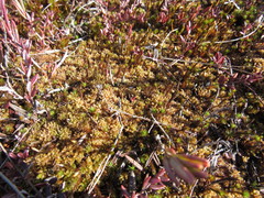 Sphagnum papillosum