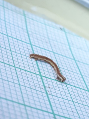 Peribatodes rhomboidaria