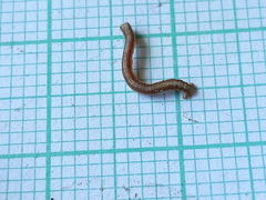 Peribatodes rhomboidaria