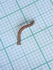 Peribatodes rhomboidaria