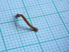 Peribatodes rhomboidaria