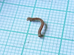 Peribatodes rhomboidaria