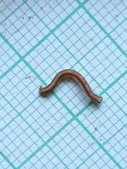 Peribatodes rhomboidaria
