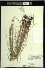 Eleocharis elliptica