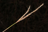 Bluestems, Thatching Grasses, and Allies - Photo (c) Douglas Goldman, some rights reserved (CC BY-NC), uploaded by Douglas Goldman