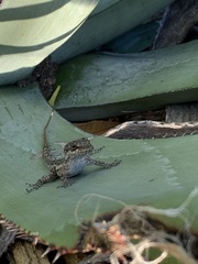 Anolis bonairensis